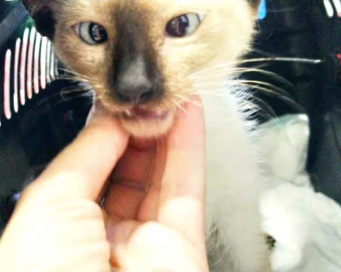 Gato ra a Srd idade 2 a 6 meses nome Filhote