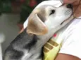 Lilica
