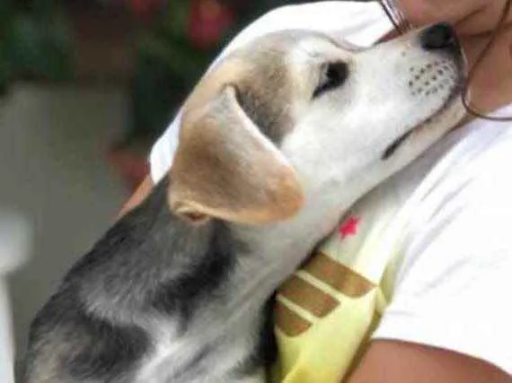 Cachorro ra a SRD idade 2 a 6 meses nome Lilica