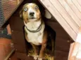Bowie