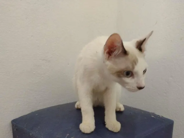 Gato ra a SRD-ViraLata idade 2 a 6 meses nome Olaf