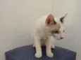 Olaf
