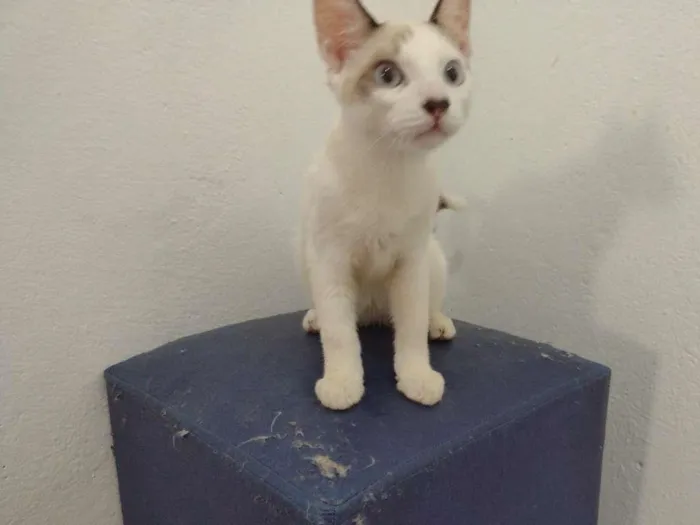 Gato ra a SRD-ViraLata idade 2 a 6 meses nome Olaf