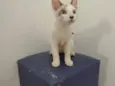 Olaf