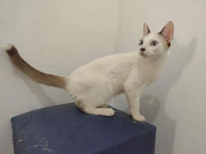 Gato ra a SRD-ViraLata idade 2 a 6 meses nome Olaf