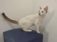 Olaf