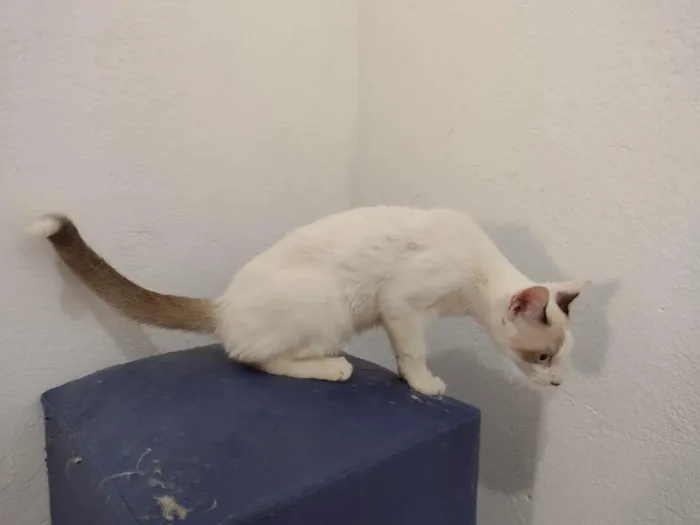 Gato ra a SRD-ViraLata idade 2 a 6 meses nome Olaf