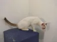 Olaf