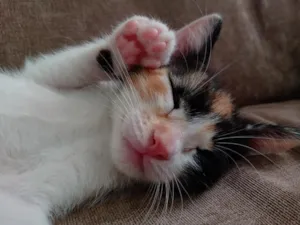 Gato raça  idade Abaixo de 2 meses nome Yulli e Yulla