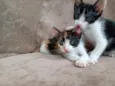 Yulli e Yulla