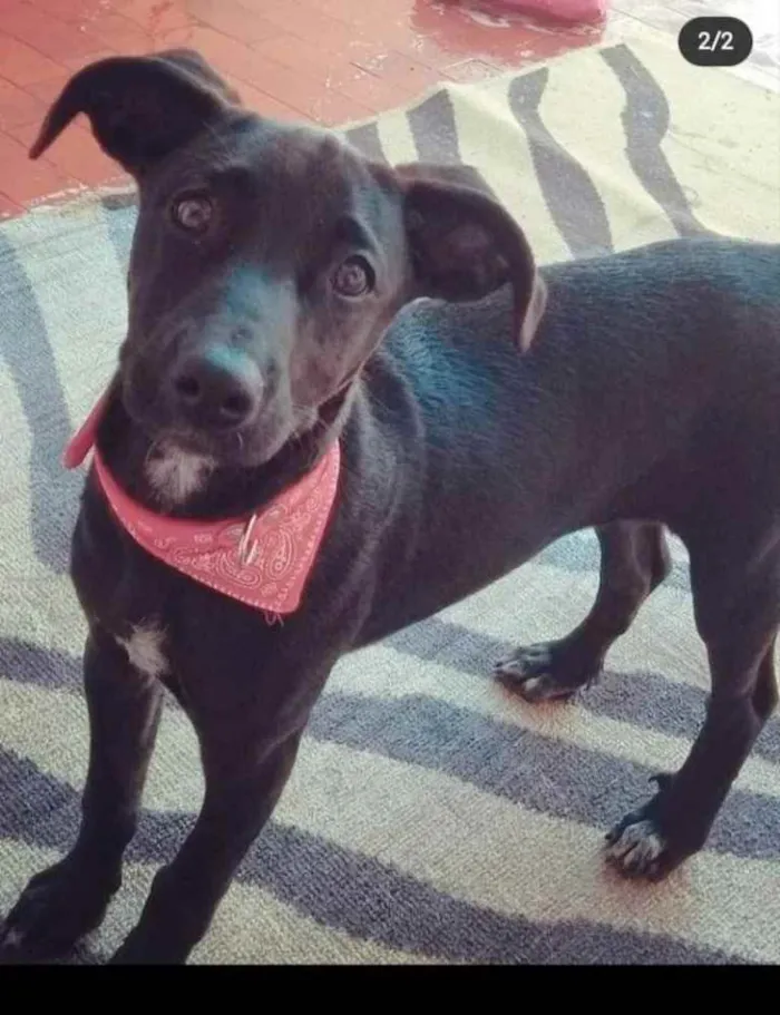 Cachorro raça Srd idade 7 a 11 meses nome Pipoca