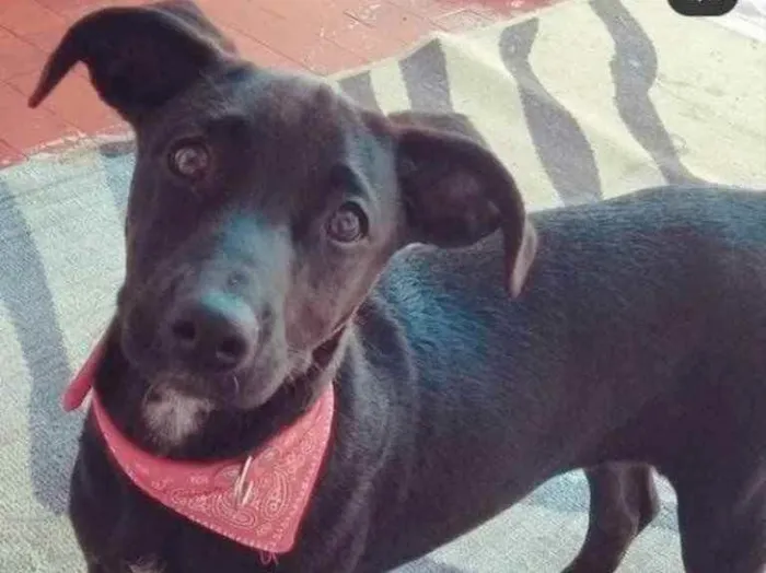 Cachorro raça Srd idade 7 a 11 meses nome Pipoca