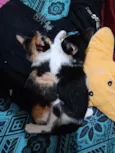 Yulli e Yulla