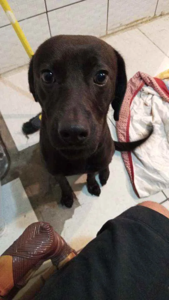 Cachorro ra a SRD idade 1 ano nome Chucrute