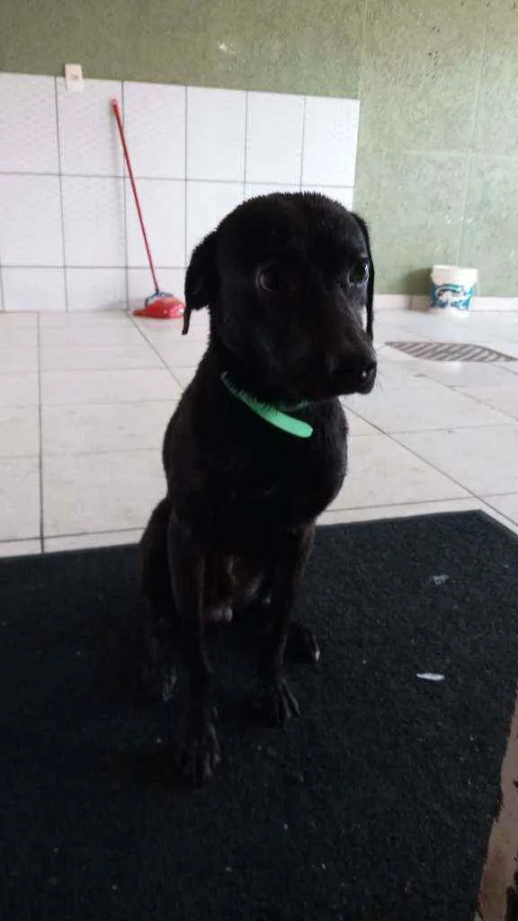 Cachorro ra a SRD idade 1 ano nome Chucrute
