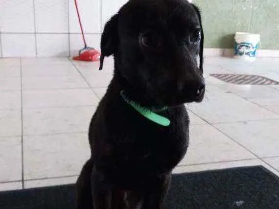 Cachorro ra a SRD idade 1 ano nome Chucrute