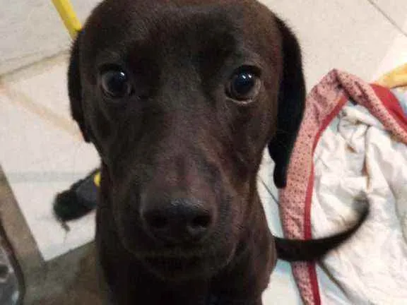Cachorro ra a SRD idade 1 ano nome Chucrute