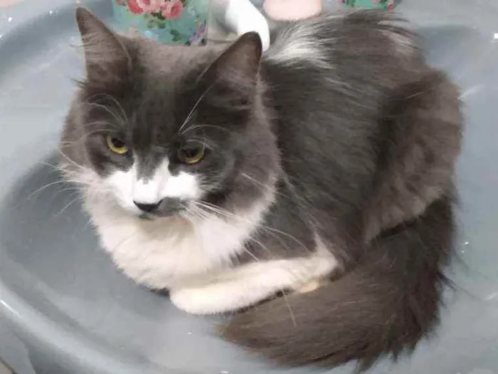 Gato ra a SRD idade 3 anos nome Cacau(Maria Cláudia)