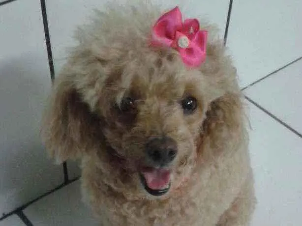 Cachorro ra a poodle idade 6 ou mais anos nome Polly