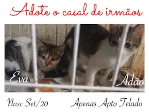 Gato raça SRD idade 2 a 6 meses nome ADÃO E EVA