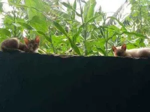 Gato raça Sdr idade 2 a 6 meses nome Abandonados