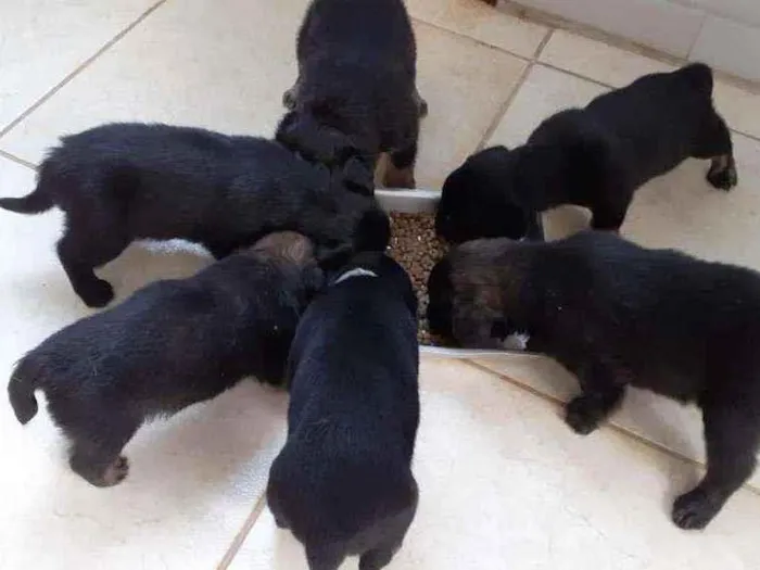 Cachorro ra a Vira lata  idade 2 a 6 meses nome Caculos 