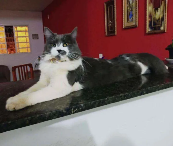 Gato ra a SRD idade 3 anos nome Cacau(Maria Cláudia)
