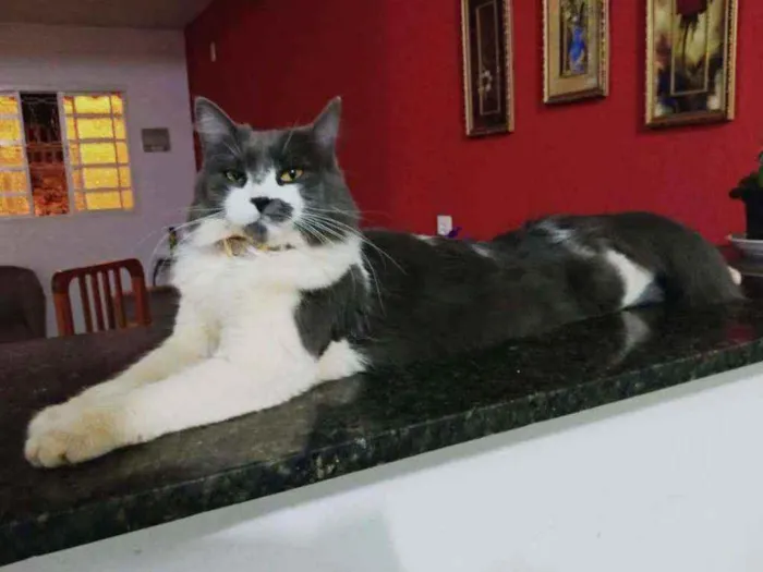 Gato ra a SRD idade 3 anos nome Cacau(Maria Cláudia)