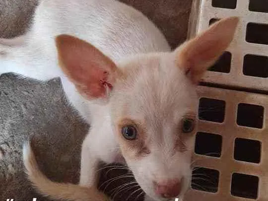 Cachorro ra a sem raça definida idade 2 a 6 meses nome florzinha