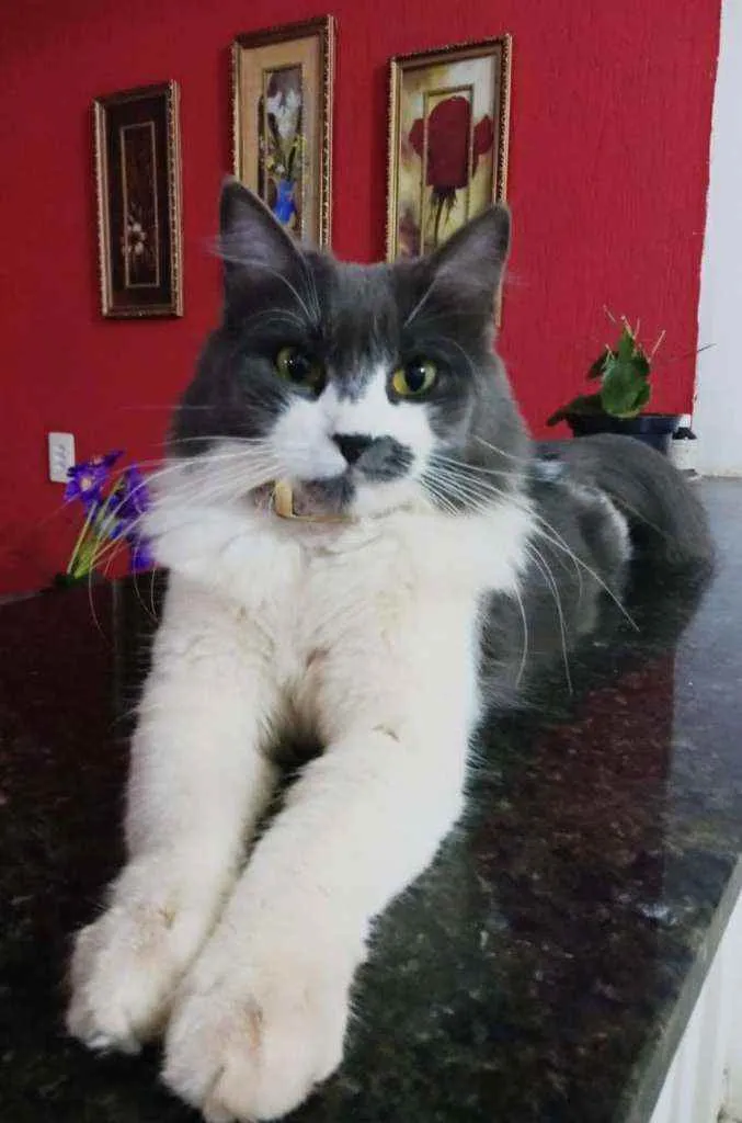 Gato ra a SRD idade 3 anos nome Cacau(Maria Cláudia)