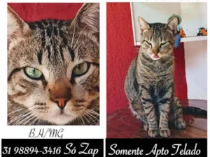 Gato raça SRD idade 2 anos nome ROMEU DE ALFEU