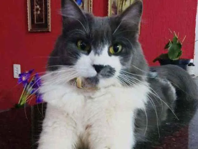 Gato ra a SRD idade 3 anos nome Cacau(Maria Cláudia)