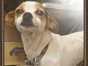 Cachorro raça Pincher idade 2 anos nome Marlon, Duck, Castro