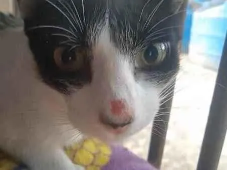 Gato raça SRD idade 7 a 11 meses nome NINA