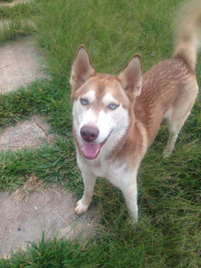 Cachorro ra a Husky Siberiano  idade 3 anos nome Thor