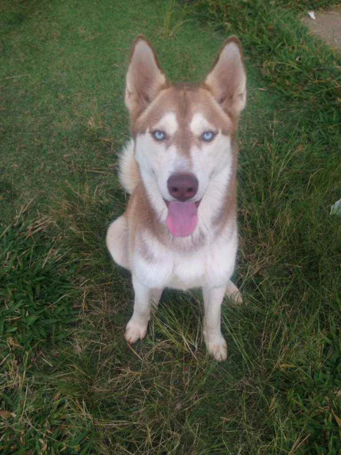 Cachorro ra a Husky Siberiano  idade 3 anos nome Thor