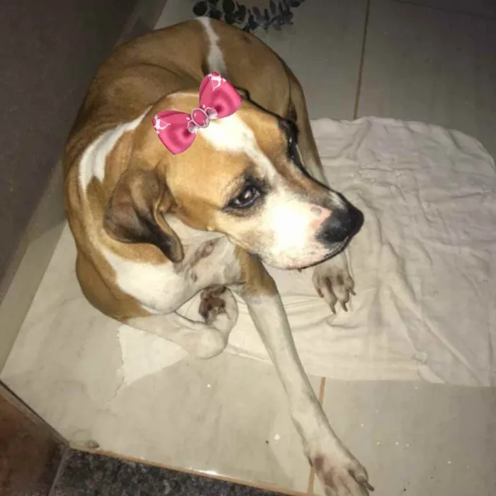 Cachorro ra a Mestiça  idade 7 a 11 meses nome Maya 