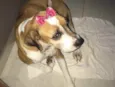 Maya 