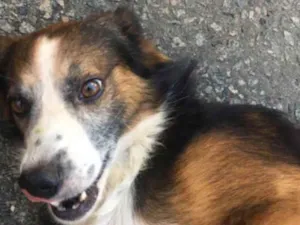 Cachorro raça misturado idade 5 anos nome toby