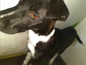 Cachorro raça SRD-ViraLata idade 7 a 11 meses nome Tonny