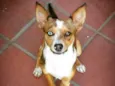 Bowie
