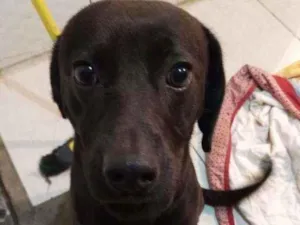 Cachorro raça SRD idade 1 ano nome Chucrute