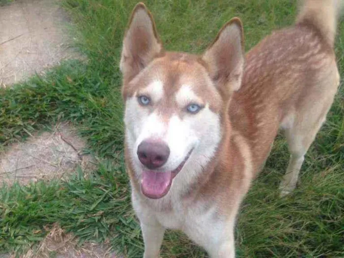 Cachorro ra a Husky Siberiano  idade 3 anos nome Thor