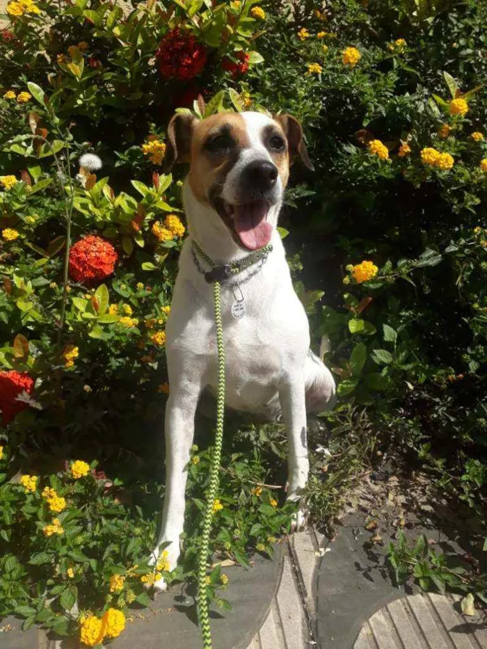 Cachorro raça SRD idade 5 anos nome Gayl