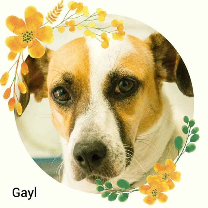 Cachorro raça SRD idade 5 anos nome Gayl
