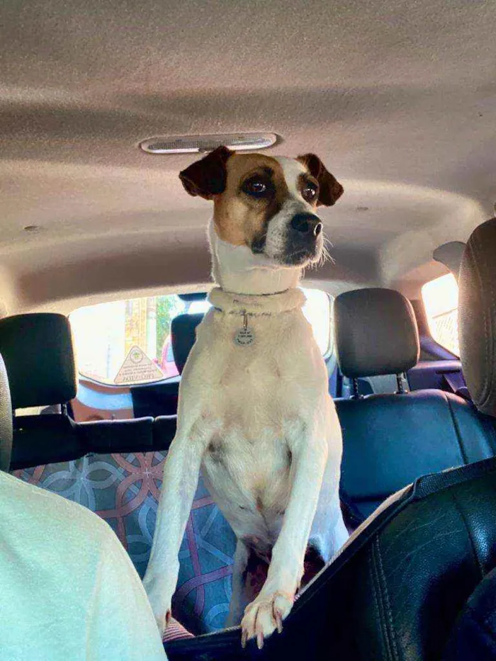 Cachorro raça SRD idade 5 anos nome Gayl