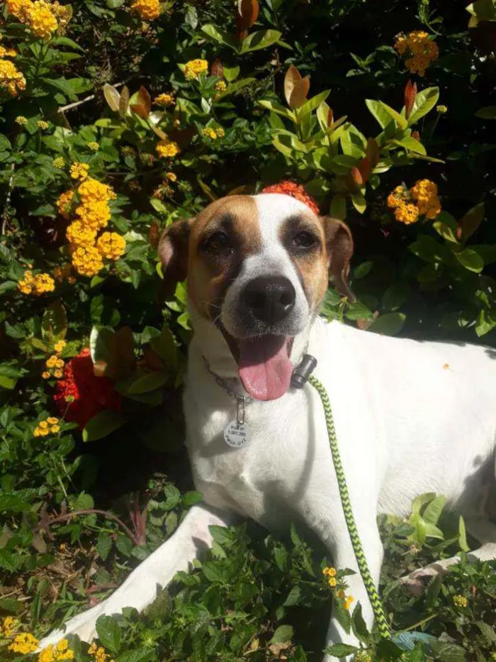 Cachorro raça SRD idade 5 anos nome Gayl