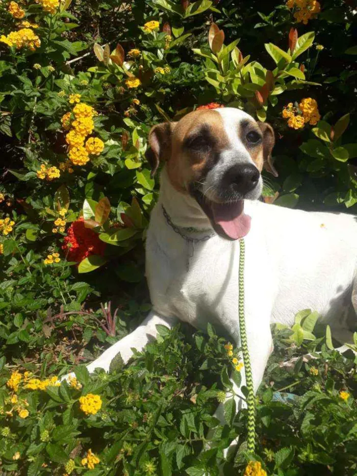 Cachorro raça SRD idade 5 anos nome Gayl