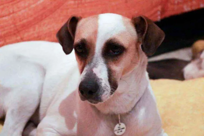 Cachorro raça SRD idade 5 anos nome Gayl