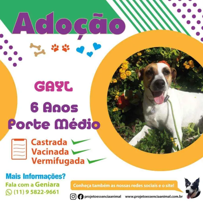 Cachorro raça SRD idade 5 anos nome Gayl